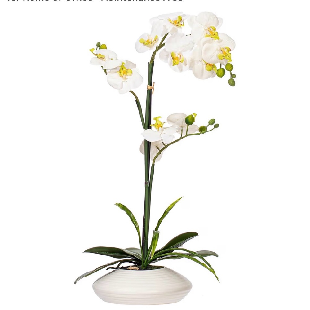 Vickerman 25" Faux White Orchid, White Ceramic Container, NEW